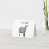 Grey Goat Farm Animal, Cute Nature Photography