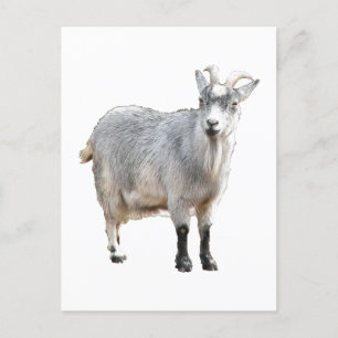 Grey Goat Farm Animal Nature Photograph Postcard