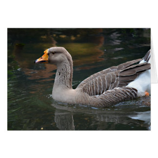 grey goose swimming across bird picture