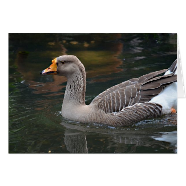grey goose swimming across bird picture (Front Horizontal)