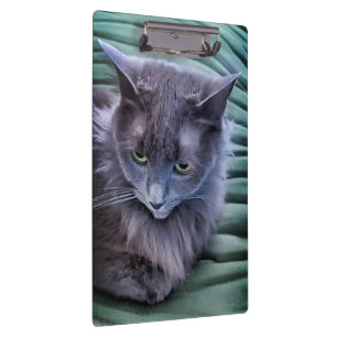 Grey Green Eyed Cat Clipboard