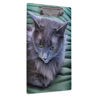 Grey Green Eyed Cat Clipboard