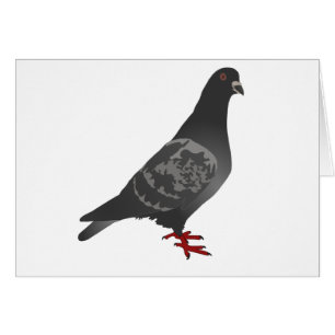 Grey/Grey Pigeon