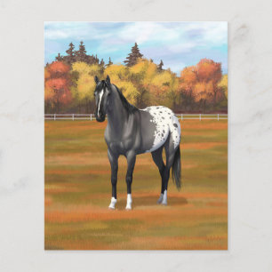 Grey Grulla Appaloosa Quarter Horse Stallion