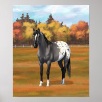 Grey Grulla Appaloosa Quarter Horse Stallion
