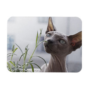 Grey Hairless Sphynx Cat Sniffing Plant Magnet