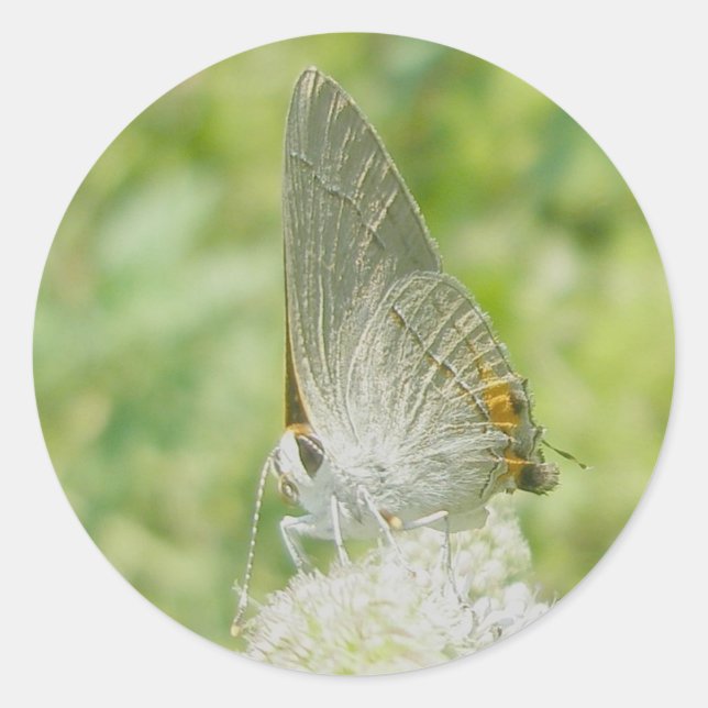 Grey Hairstreak Butterfly Stickers (Front)
