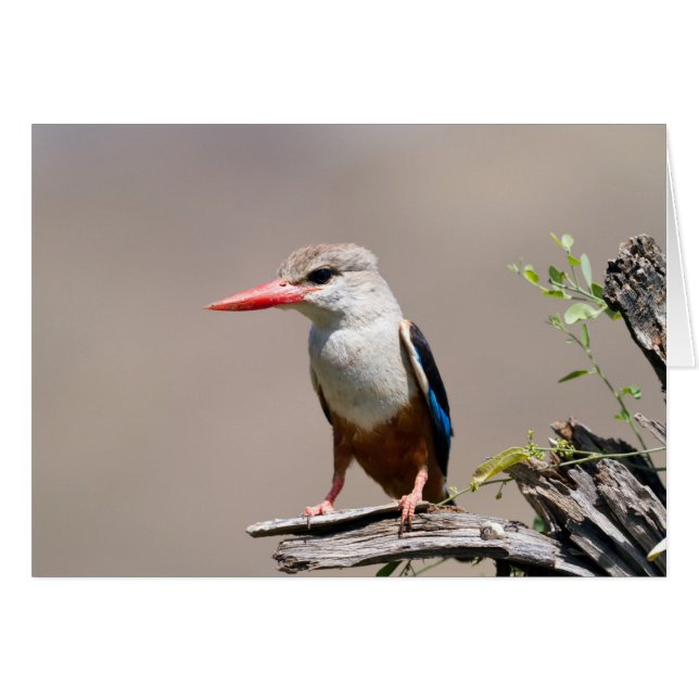 Grey-Headed Kingfisher (Front Horizontal)