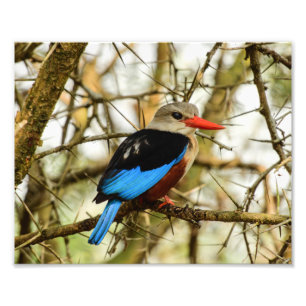 Grey Headed Kingfisher Beautiful Bird  Photo Print