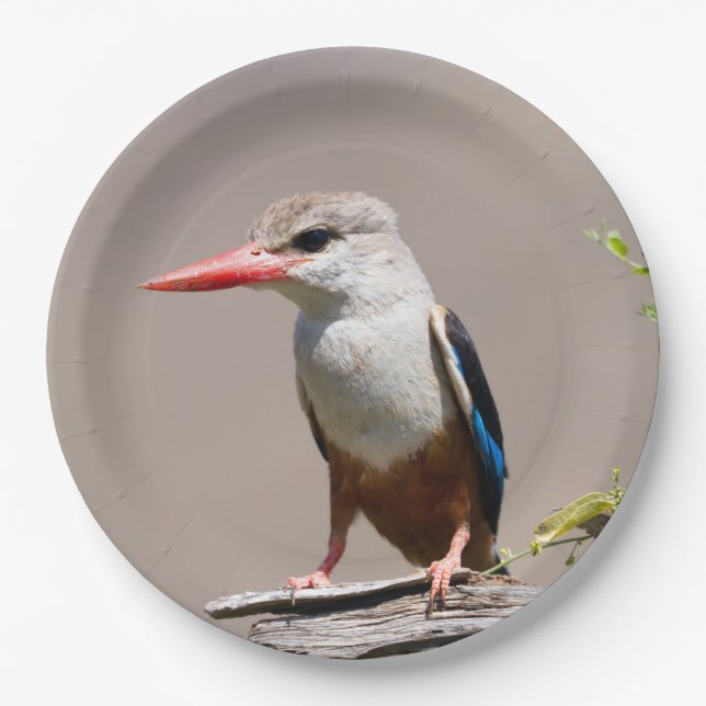 Grey-Headed Kingfisher Paper Plate (Front)