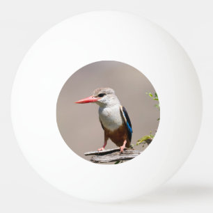 Grey-Headed Kingfisher Ping Pong Ball