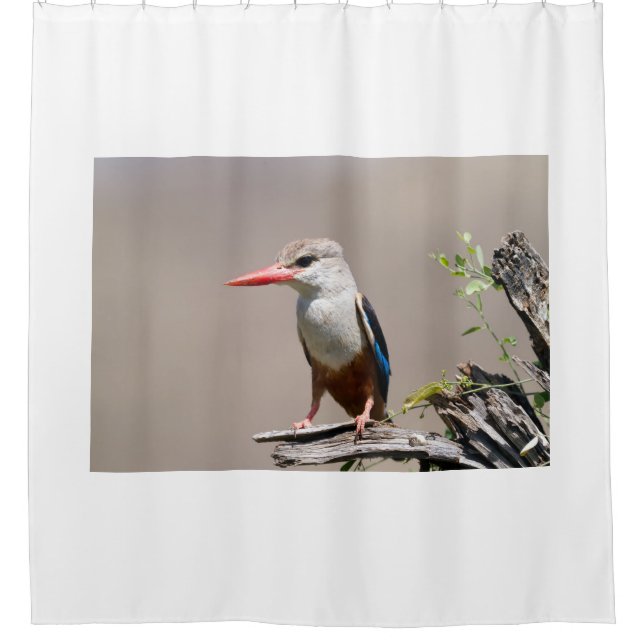 Grey-Headed Kingfisher Shower Curtain (Front)