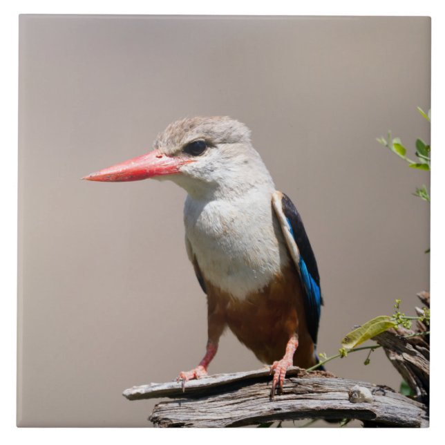 Grey-Headed Kingfisher Tile (Front)