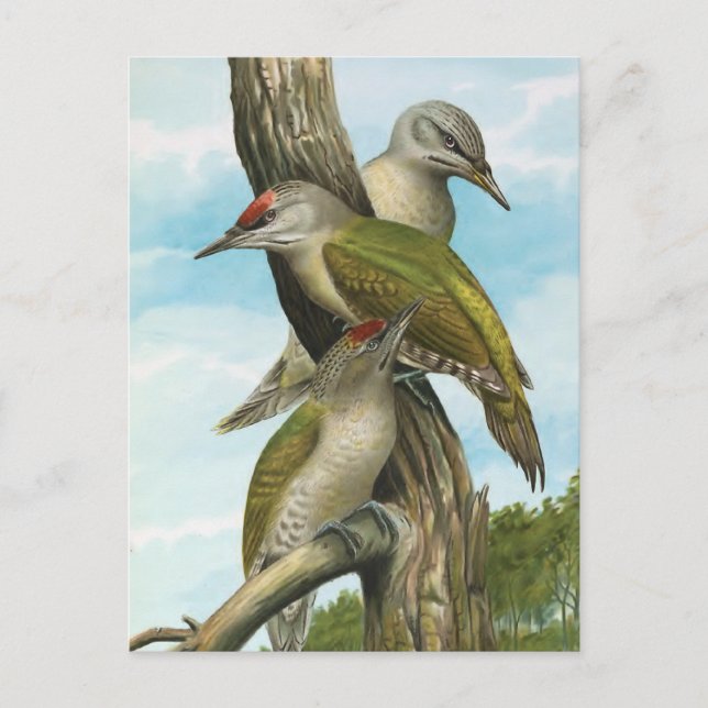 Grey-headed Woodpecker Postcard (Front)