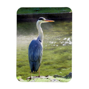 Grey heron Flexible Photo Magnet #3
