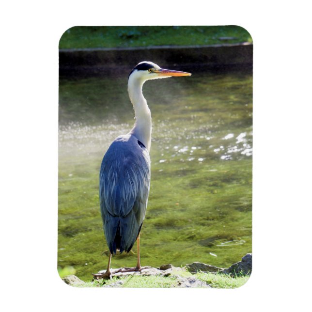 Grey heron Flexible Photo Magnet #3 (Vertical)