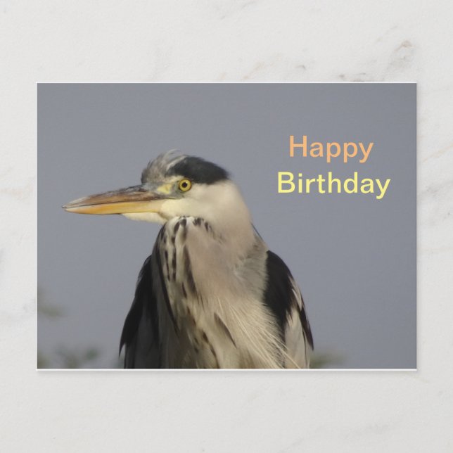 Grey Heron Happy Birthday Postcard (Front)