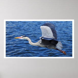 Grey Heron in Flight Poster