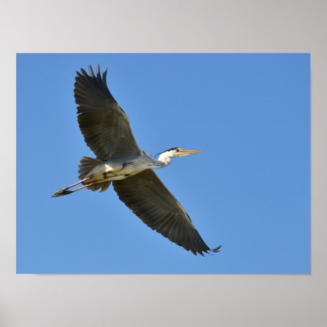 Grey heron in flight poster (Front)