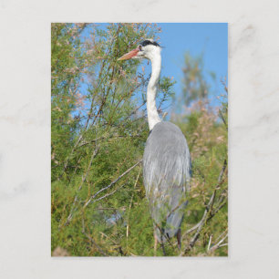 Grey heron perched in tree postcard