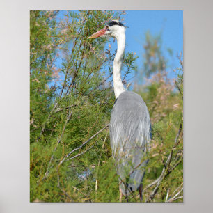 Grey heron perched in tree poster