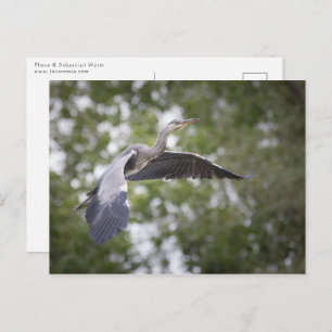 Grey heron wildlife postcard