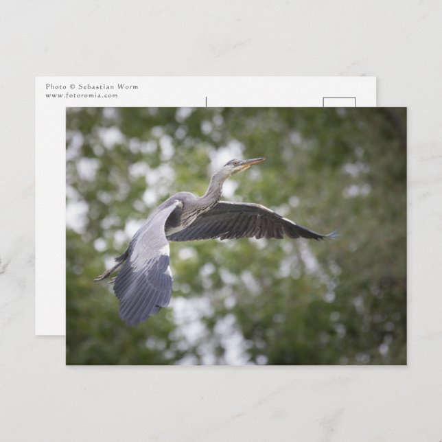 Grey heron wildlife postcard (Front/Back)