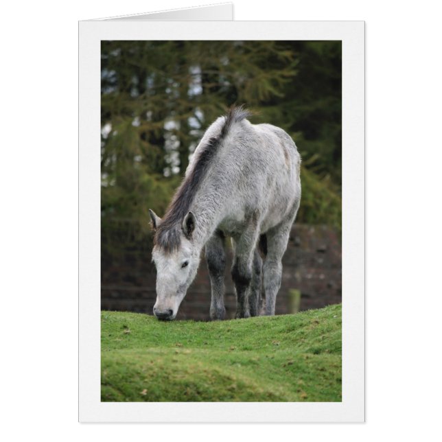 Grey Horse (Front)