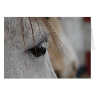 Grey Horse Eye