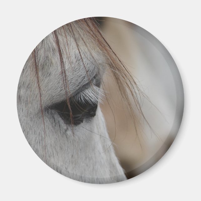 Grey Horse Eye Magnet (Front)