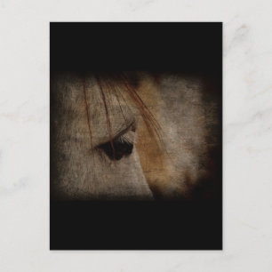 Grey Horse Face Grunge Postcard