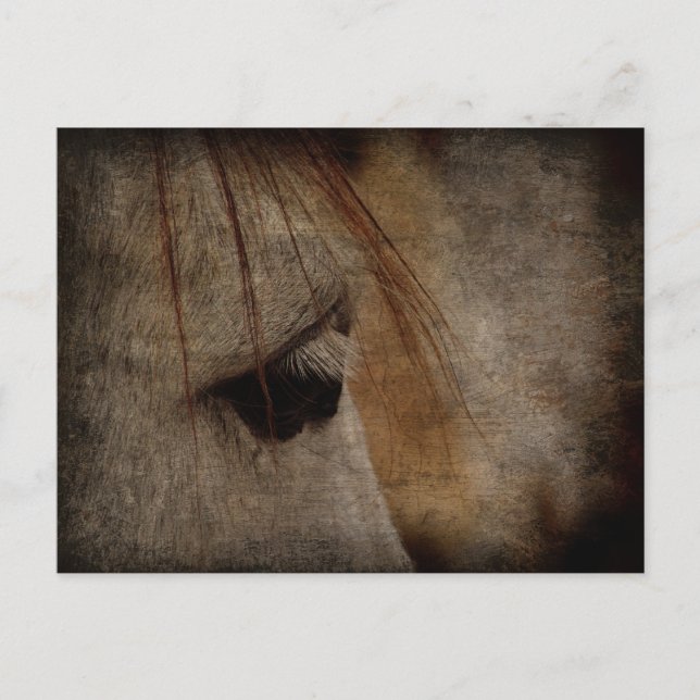 Grey Horse Face Grunge Postcard (Front)