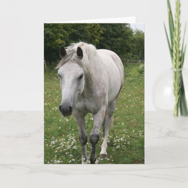 Grey Horse  Greeting Card (Front)