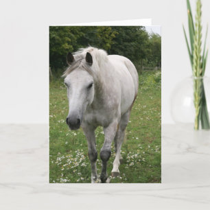 Grey Horse Greeting Card