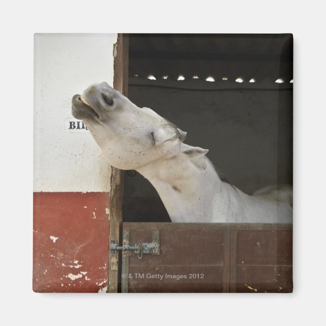 Grey horse in a stable magnet (Front)