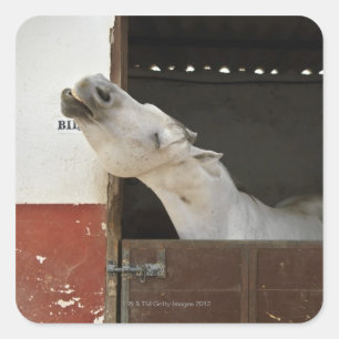 Grey horse in a stable square sticker