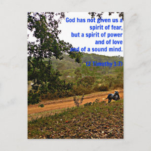 Grey horse inspirational Timothy Bible Verse God Postcard