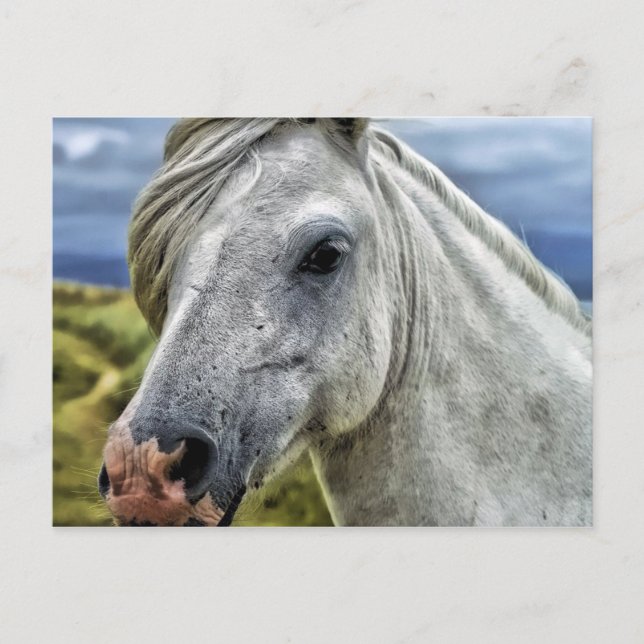 Grey Horse Postcard (Front)