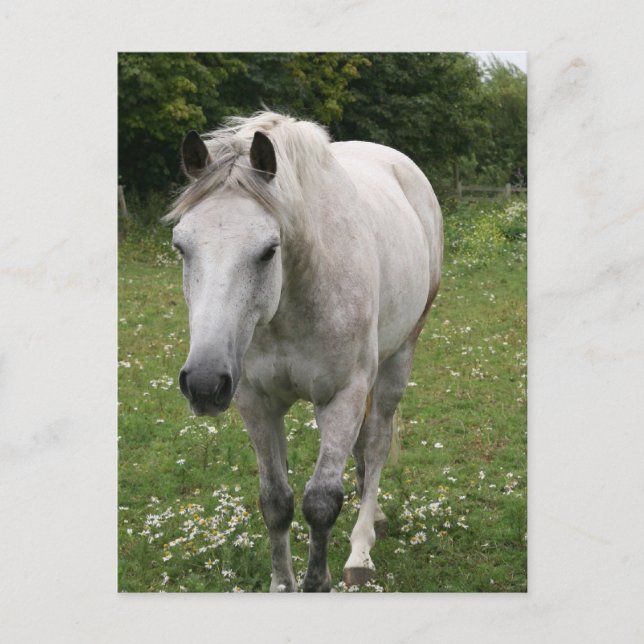 Grey Horse  Postcard (Front)