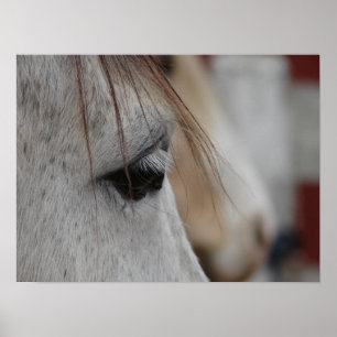 Grey Horse Poster