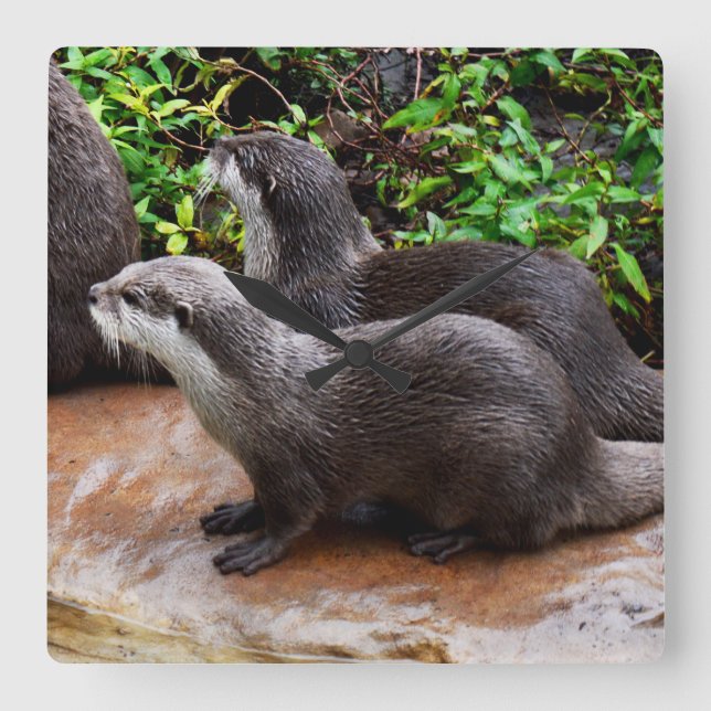 Grey Hungry Otters, Square Wall Clock (Front)