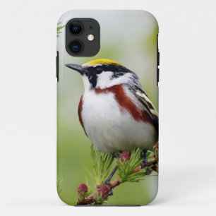 grey_iphone bird Case-Mate iPhone case