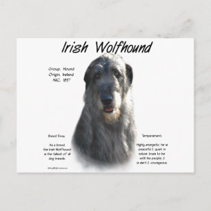 Grey Irish Wolfhound History Postcard