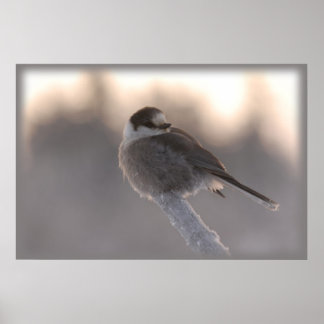 grey jay 2 poster