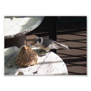 Grey Jay and Bell Photo Print