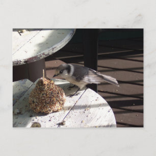 Grey Jay and Bell Postcard