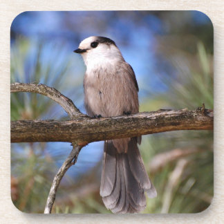 Grey Jay On A Branch Coaster