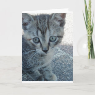 Grey kitten. card