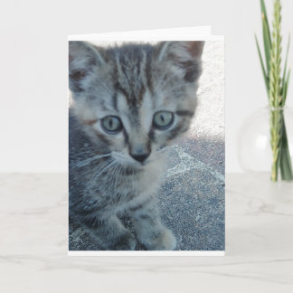 Grey kitten. card
