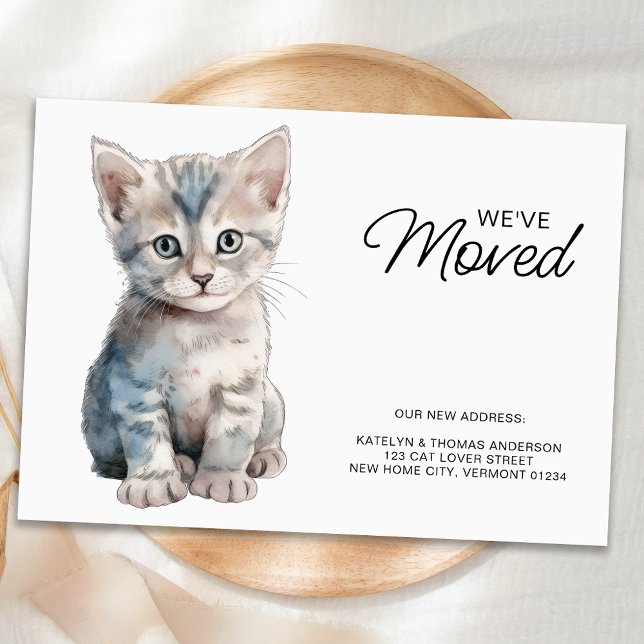 Grey Kitten Cat Moving New Home We've Moved Announcement (Creator Uploaded)